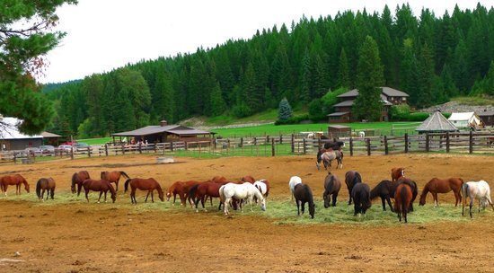 Visit Bar W Guest Ranch in your summer holidays