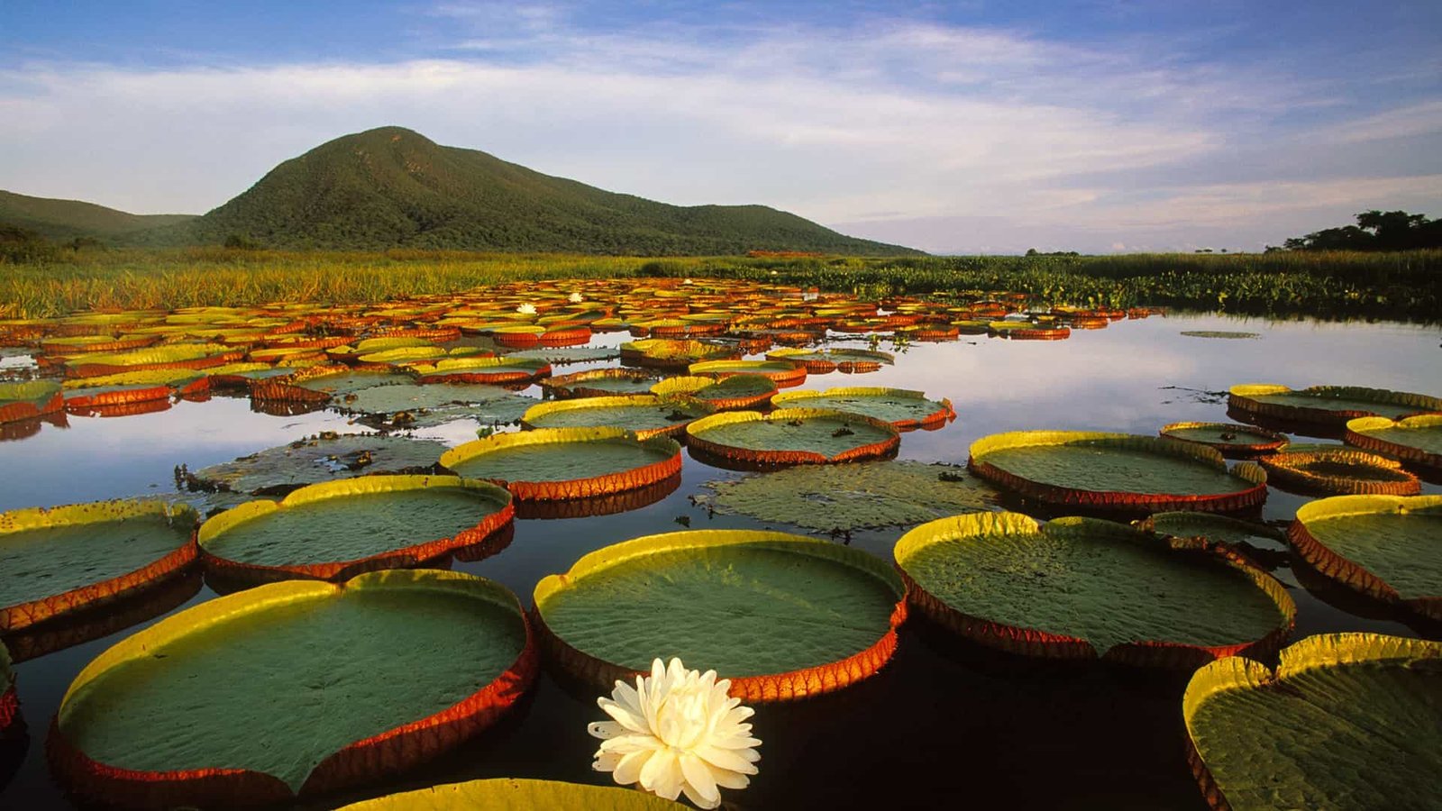 Kilea Pond National Wildlife Refuge is one of the best places in Hawaii to observe wetland birds.