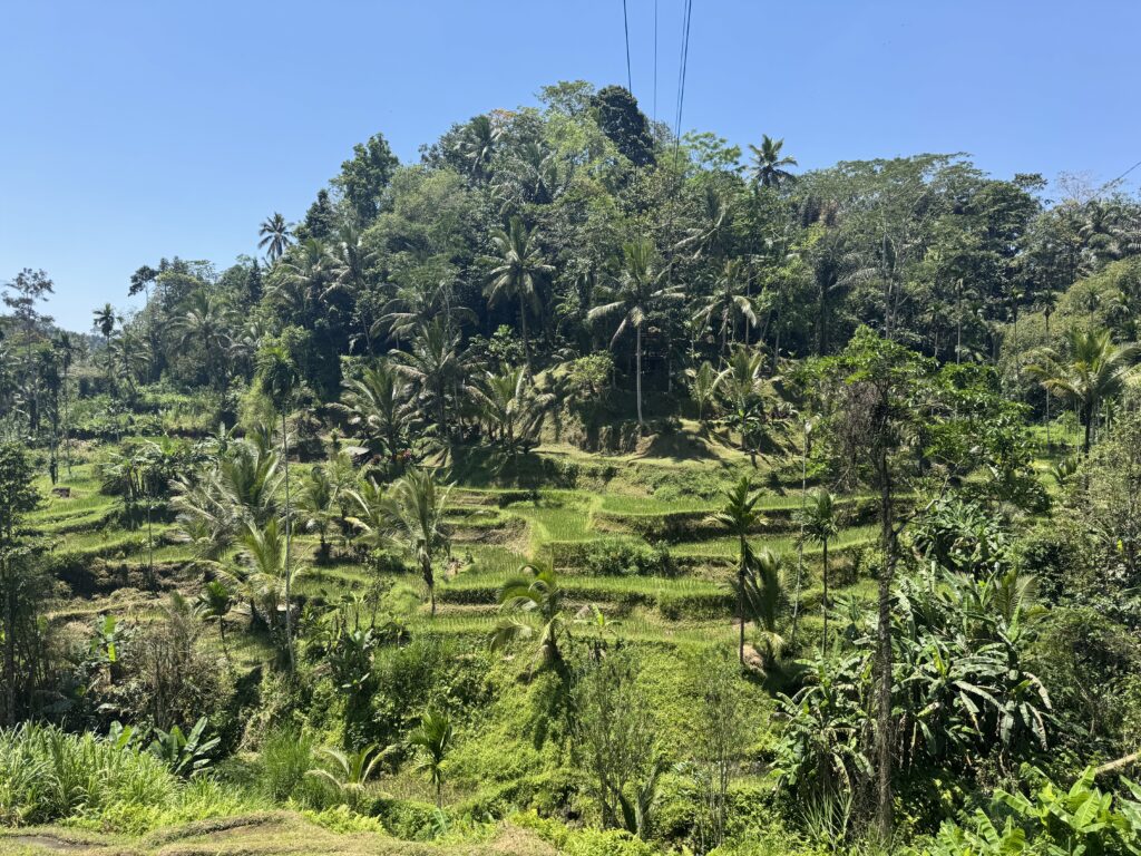 Tegallaland Rice Terraces