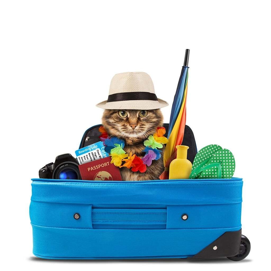How to Travel with Cats