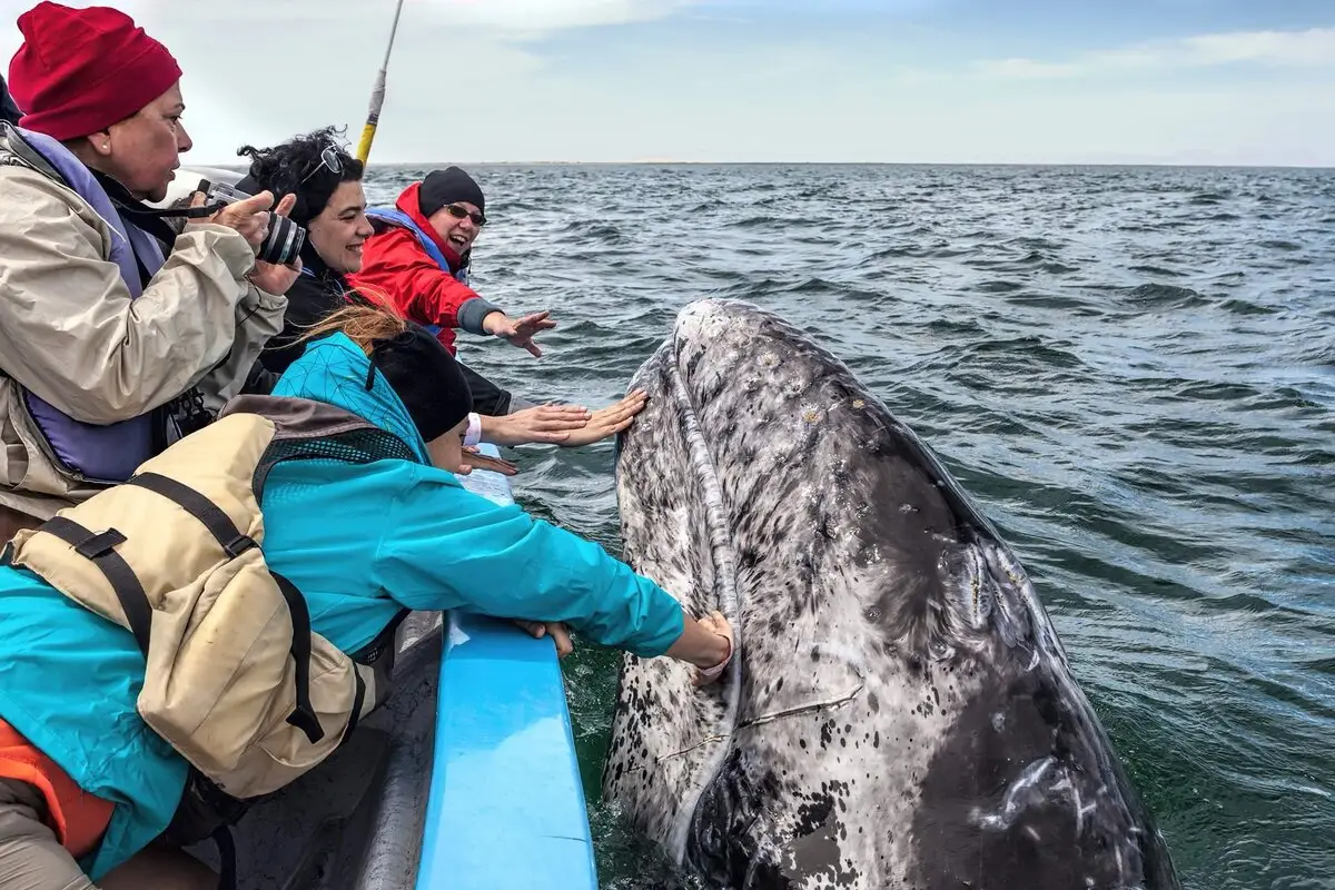 If you're looking for an educational and exciting experience, look no further than whale watching.