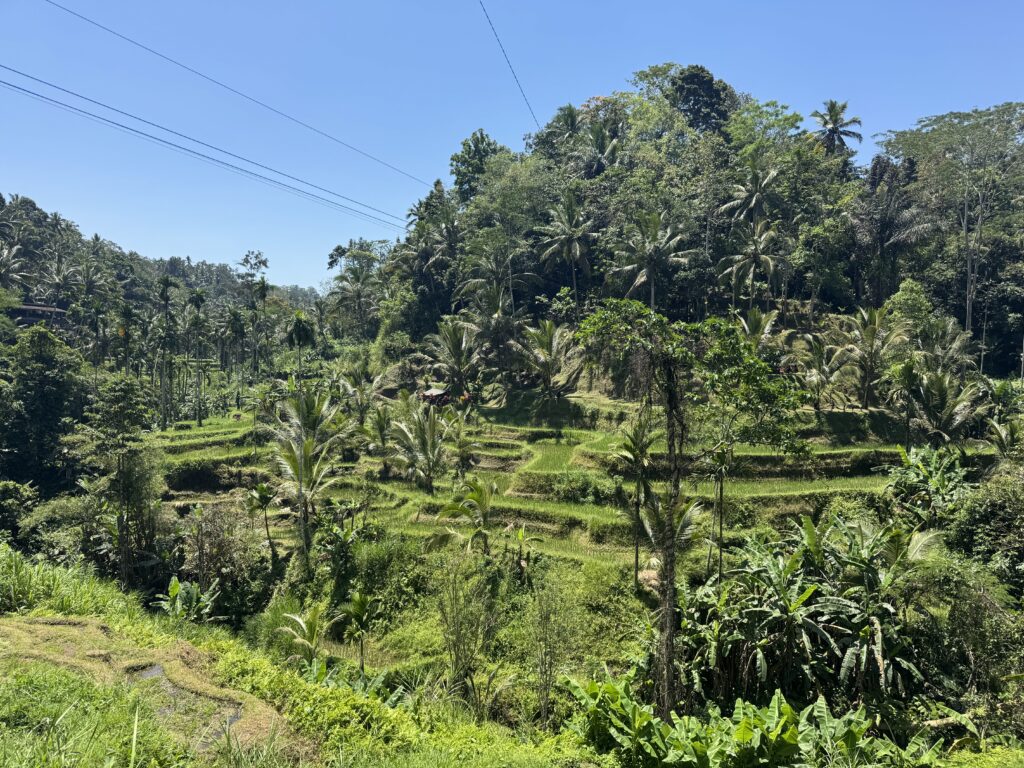 Tegallalang Rice Terraces