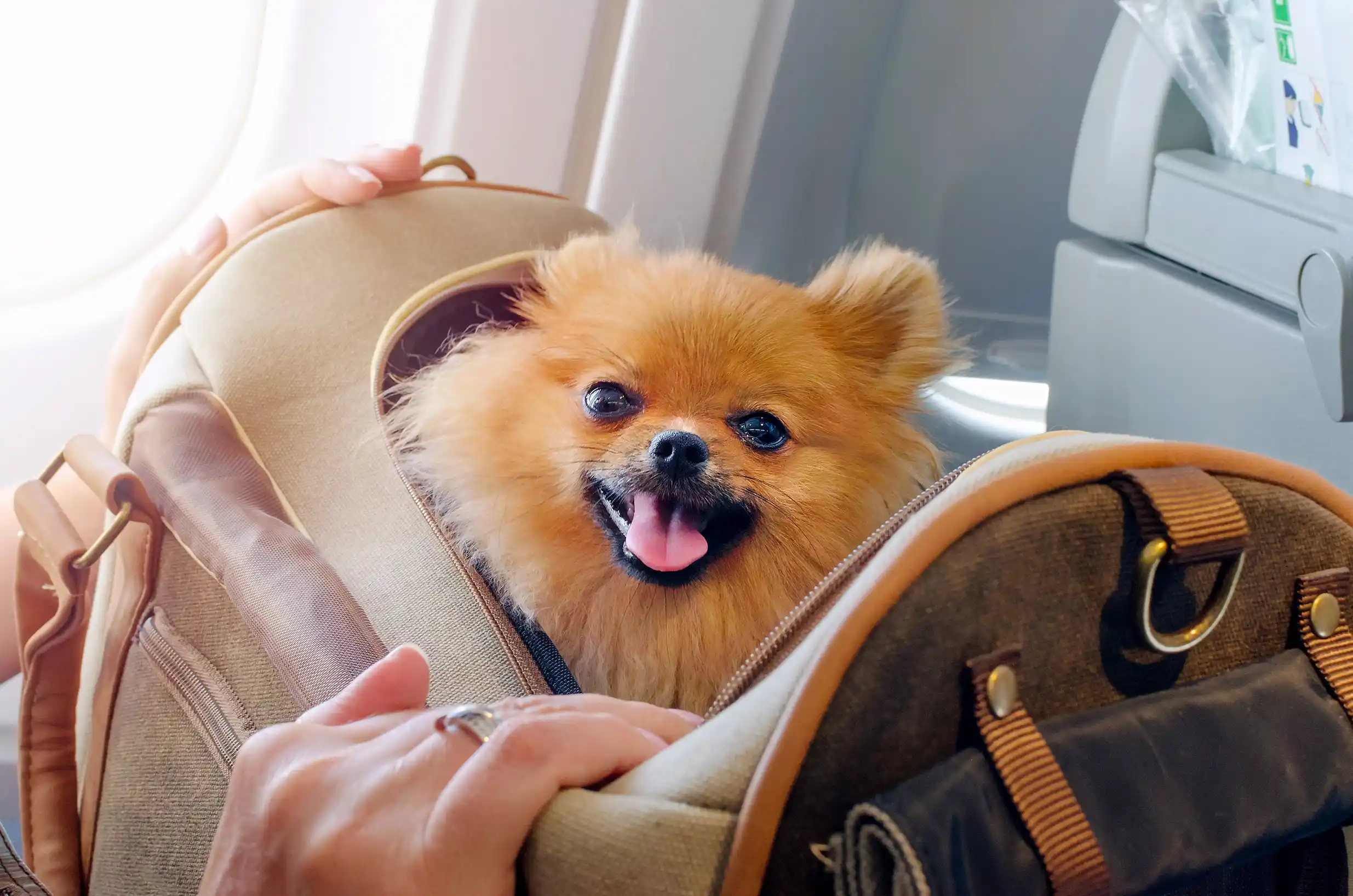 Traveling with Dog