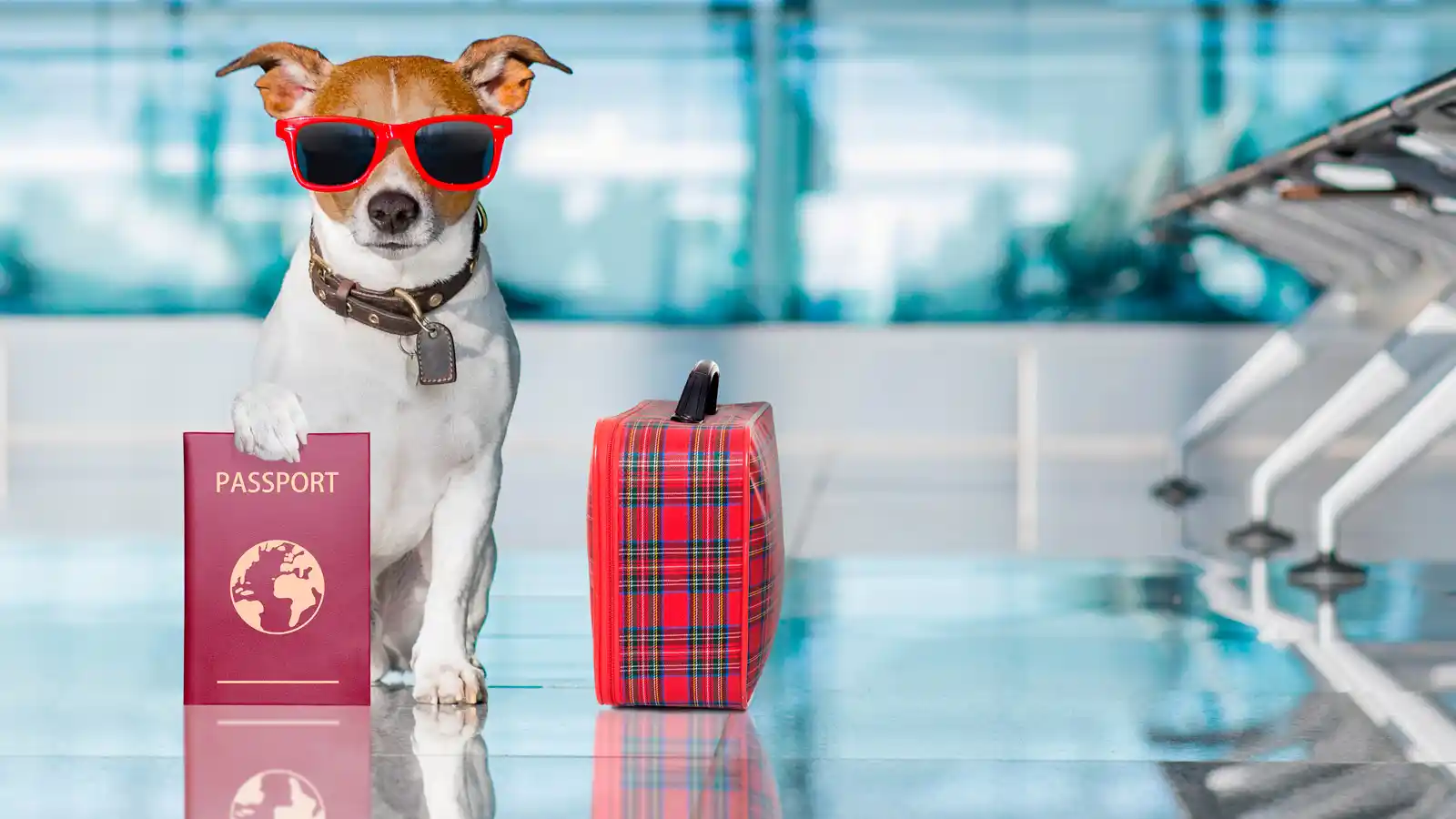 Traveling with Dog