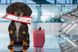 Traveling with Dog on Plane