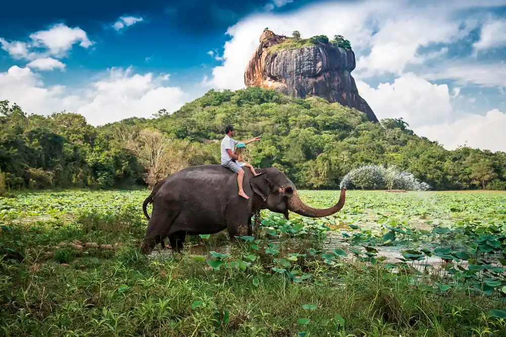 Sir Lanka Sri Lanka Tourism Elephant Sri Lanka 