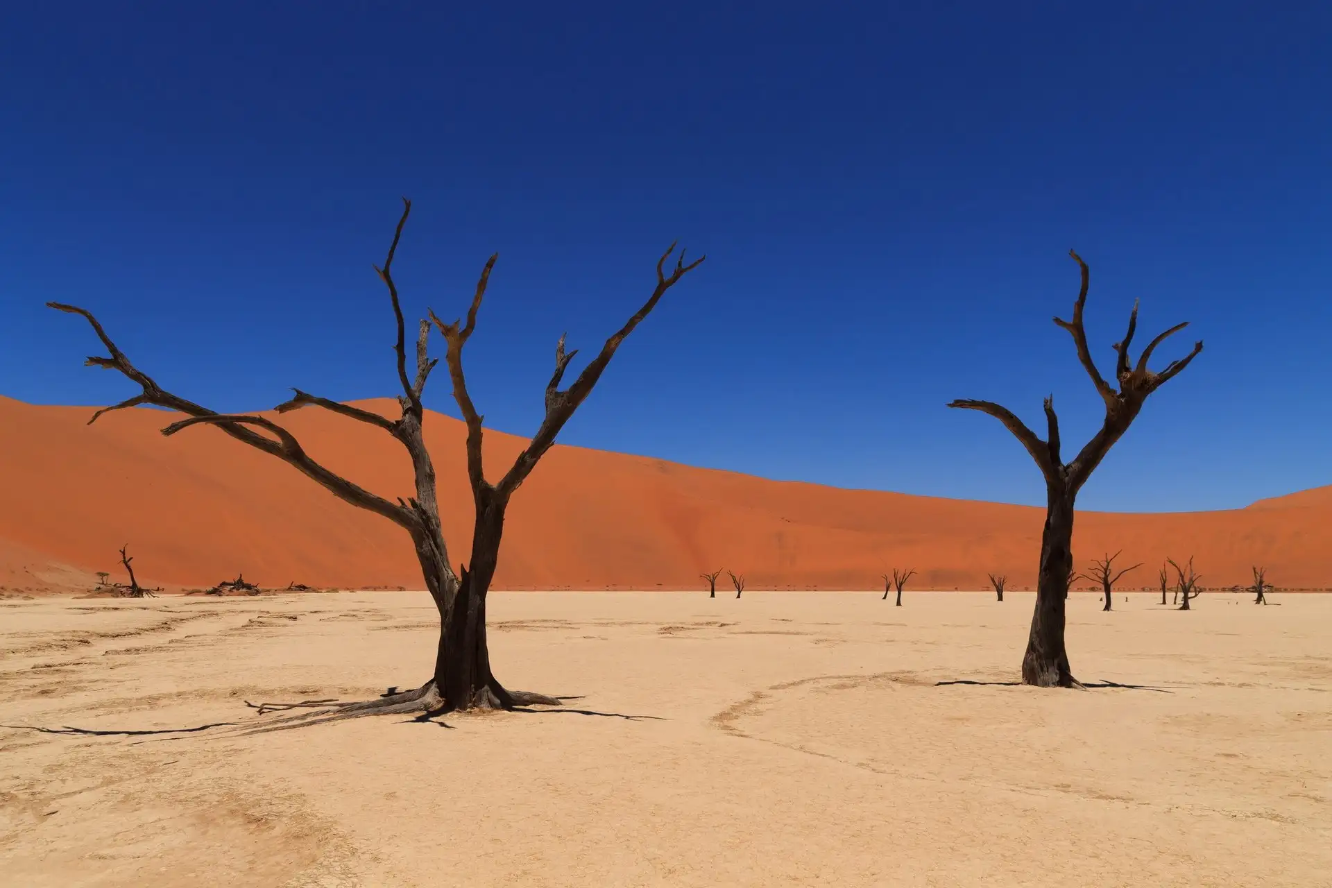 Dead Vlei, The Beautiful Yet Dead Forest