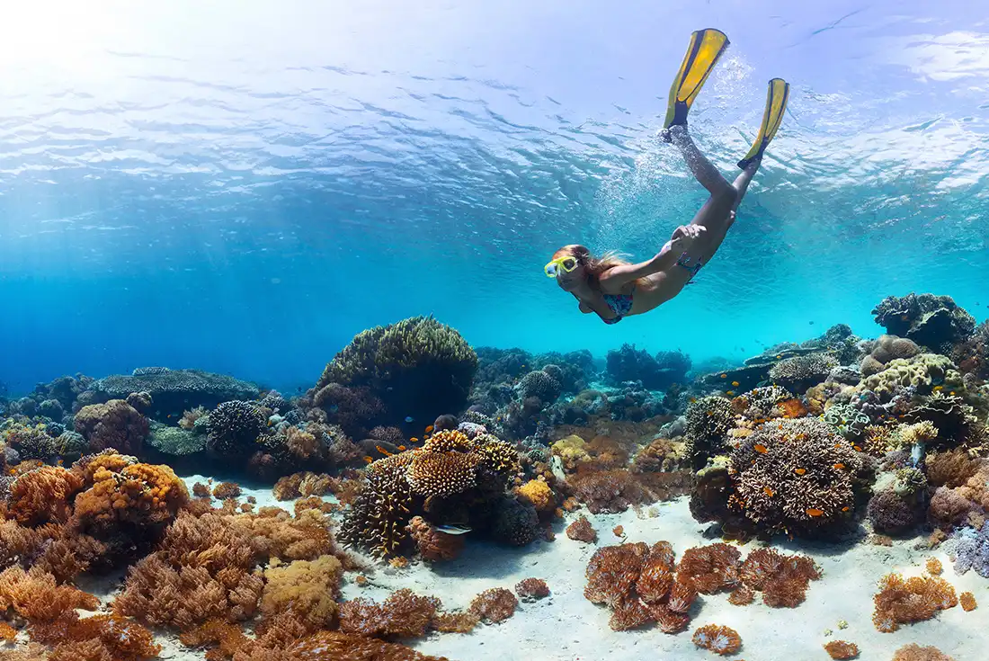 Dive to Watch Bali Reefs