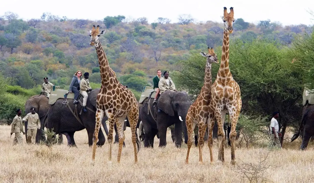 Unveiling the Enchantment: Embark on an Unforgettable African Vacation