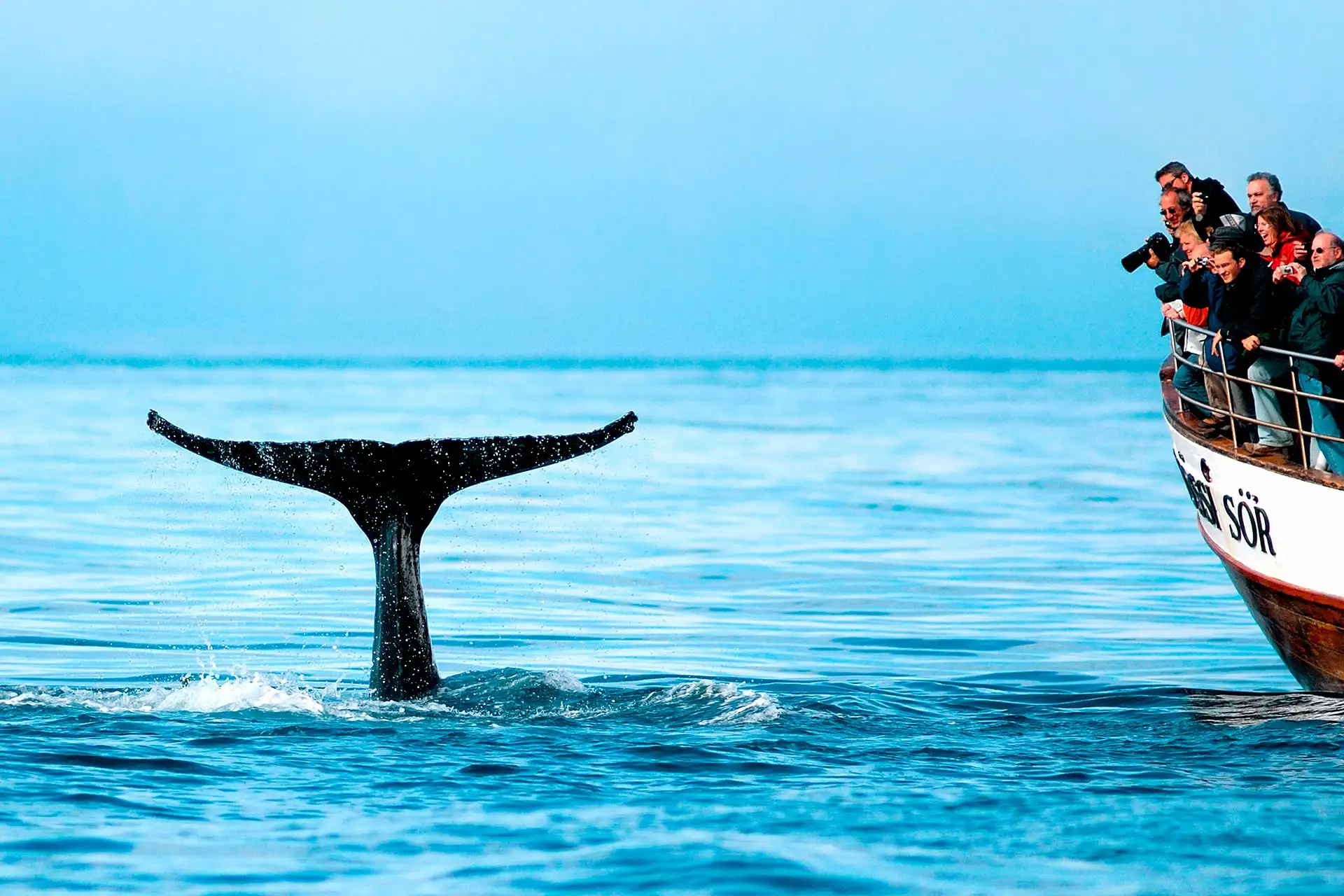 Experience the thrill of whale watching