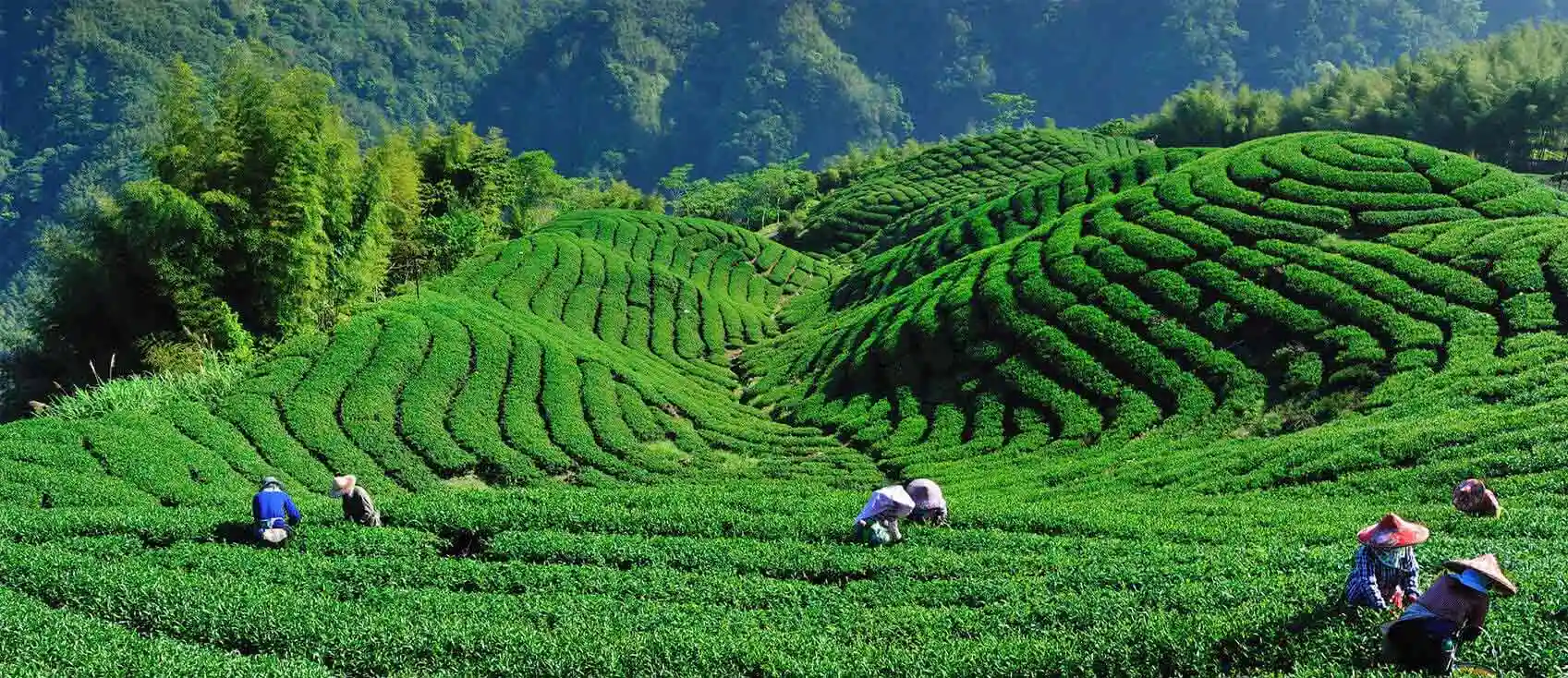 Bois Cheri Tea Plantation Mauritius