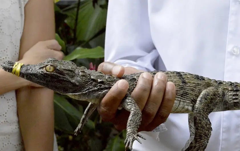La Vanille Crocodile Park