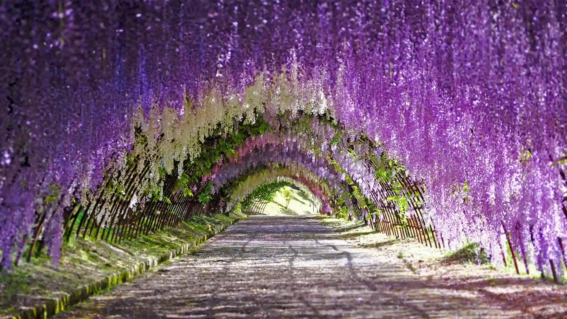 Kawachi Fuji Garden