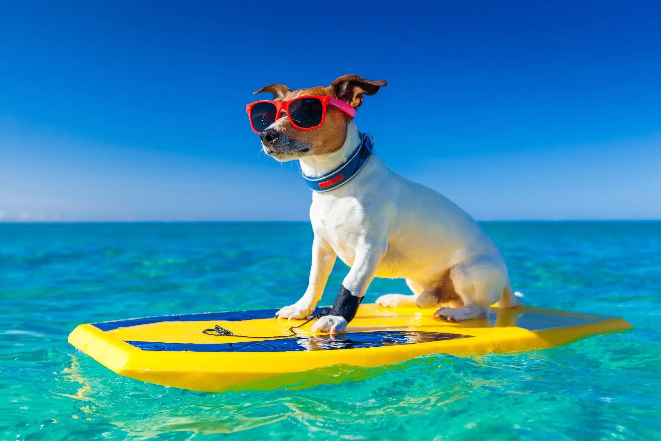 Clearwater beach pets