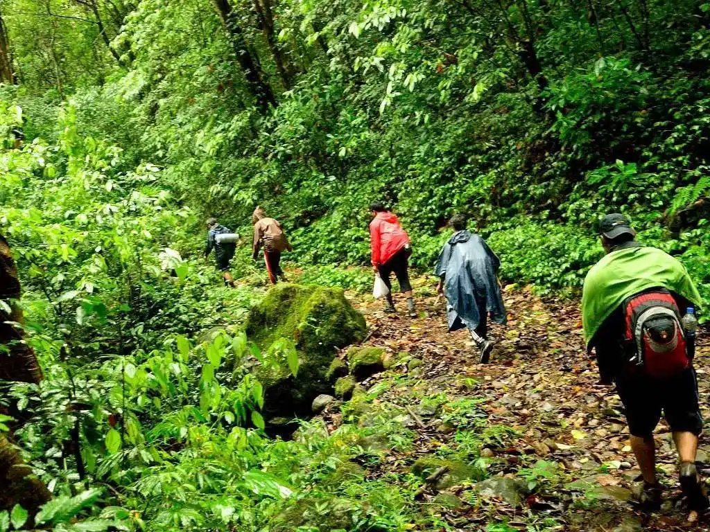 Trekking through the Rainforest, Borneo