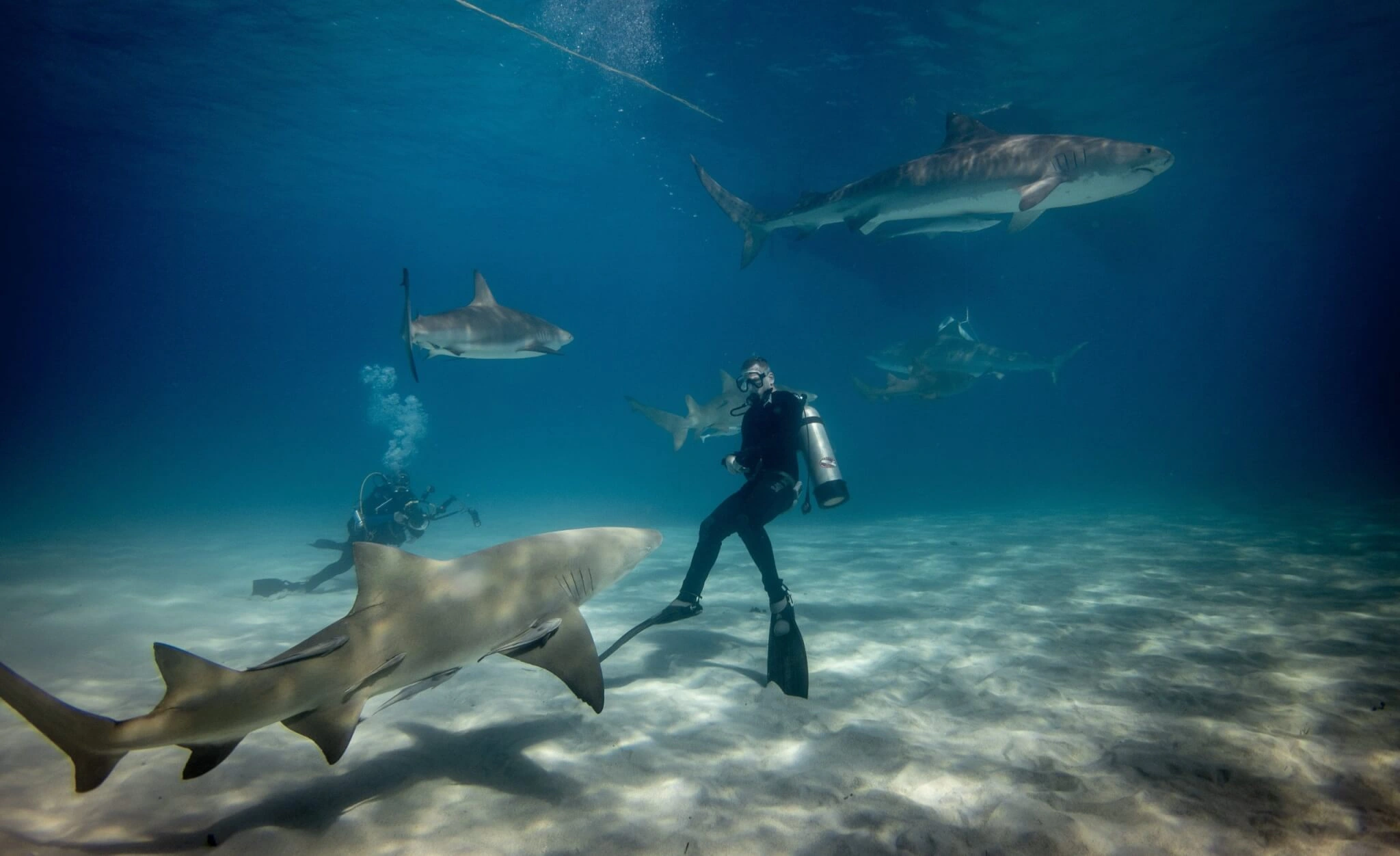 Diving with Great White Sharks, Australia