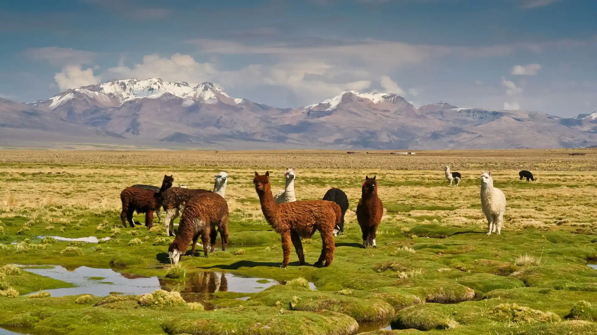 Боливия. Пампасы Южной Америки гуанако. Лама Боливия. Южная Америка Боливия. Долина Зонго Боливия.