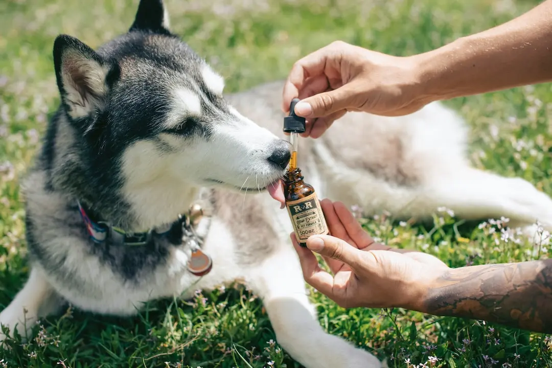 CBD products for pets