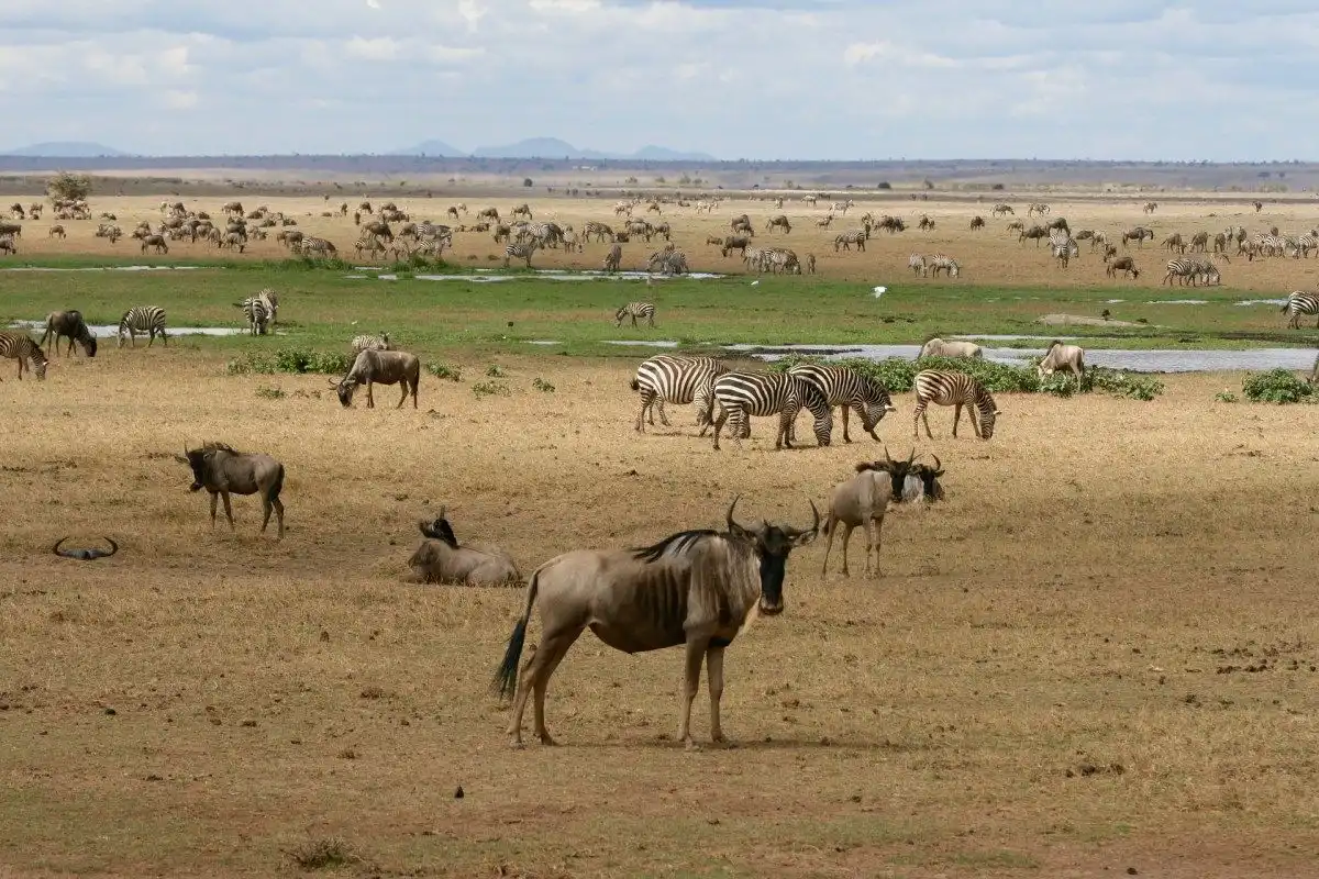 A See into Kenya's Wildlife Differences