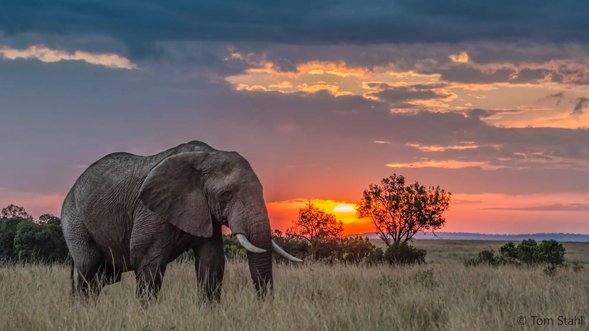 Protecting Kenya's Wildlife Life for Future Eras