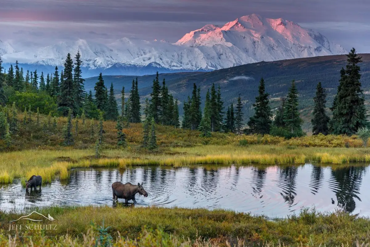 Majestic Wilderness of Alaska in Summer