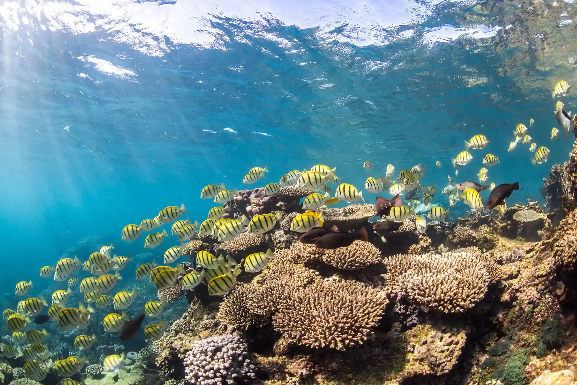 Risks of Local Marine Wildlife