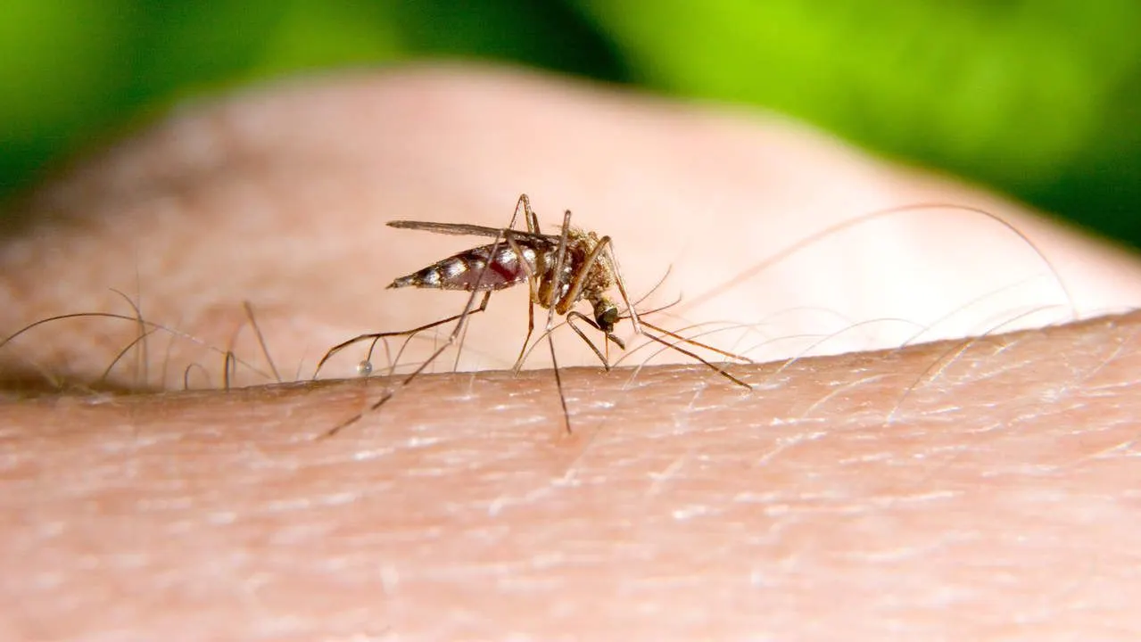 Protecting Yourself from Mosquitoes