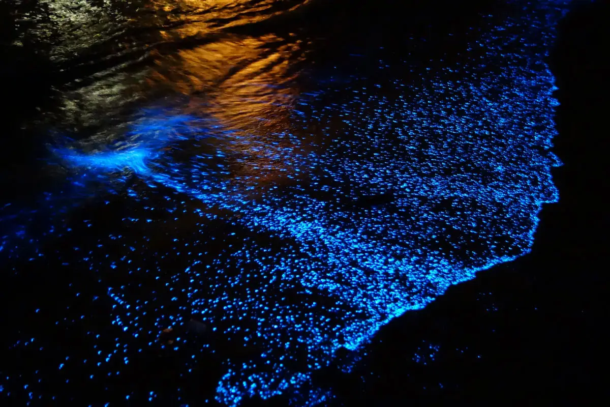 Sea of Stars, Maldives