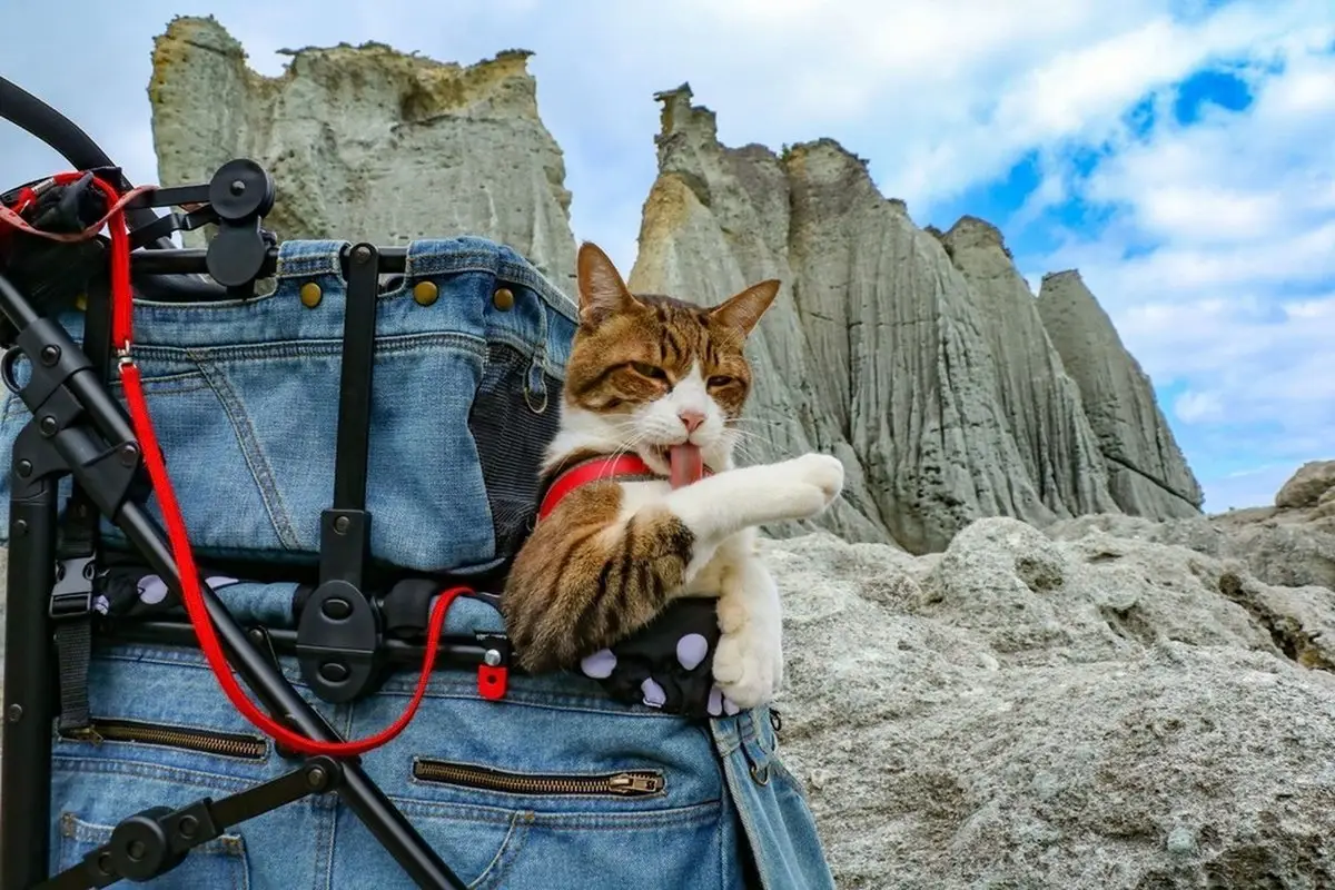 Modes of Travel with a Cat