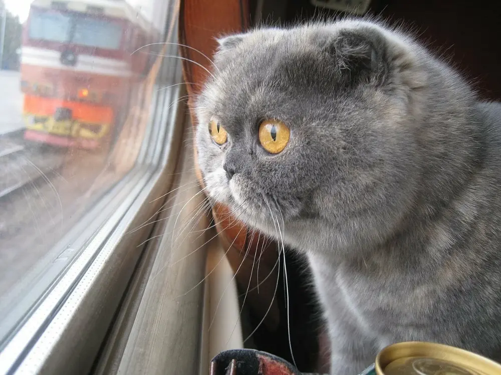 How to Go On a Long Haul Journey with a Cat on a Train 