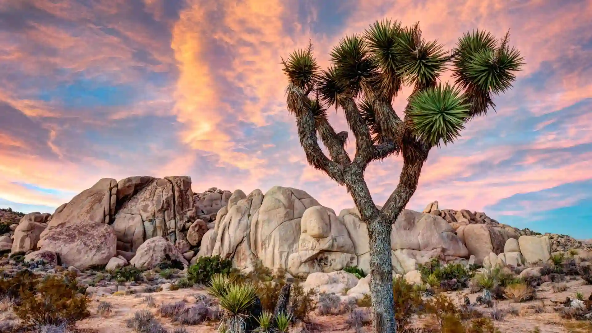 Joshua Tree, CA