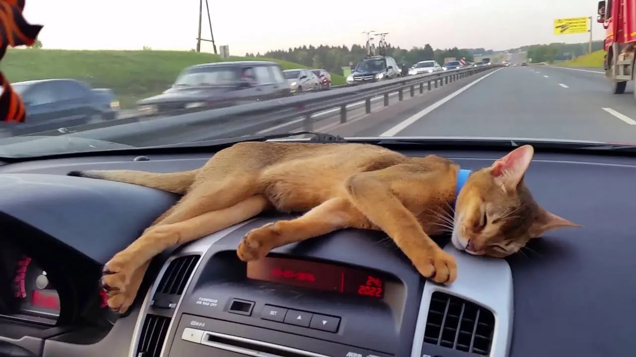 Travel with a Cat in the Car