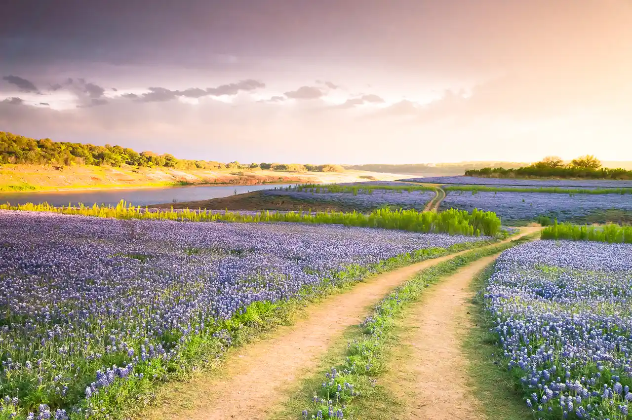 Mesmerizing Bluebonnet Fields