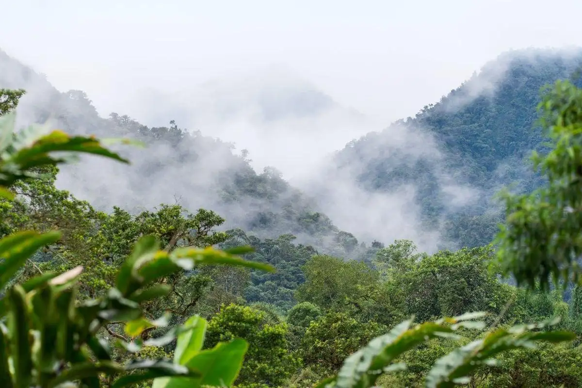 Mindo Cloud Forest