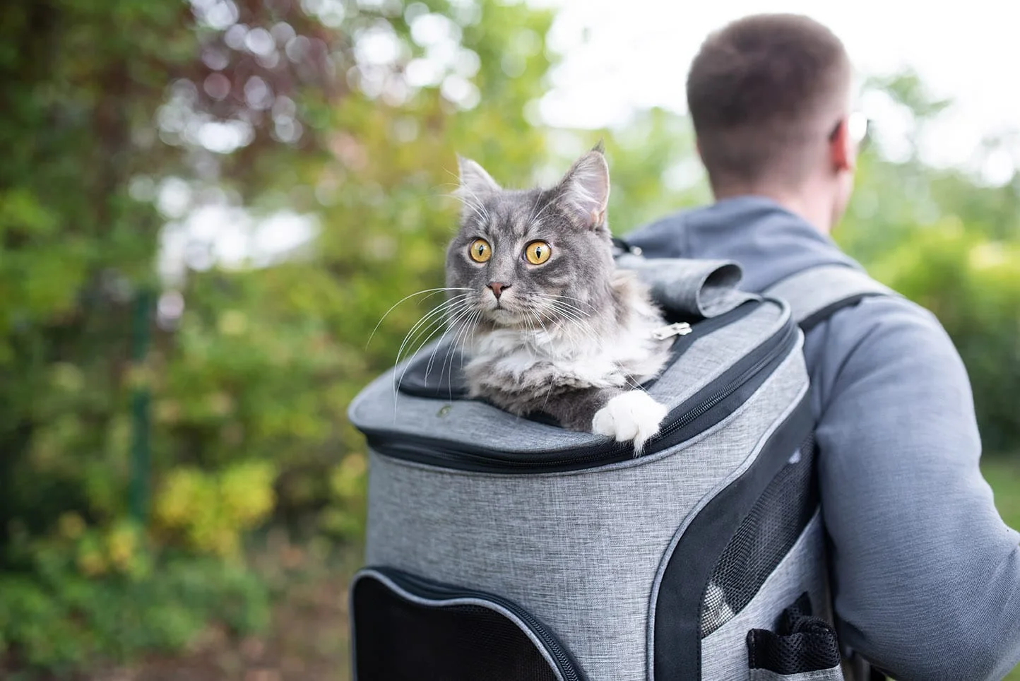 Preparing for Cat Travel