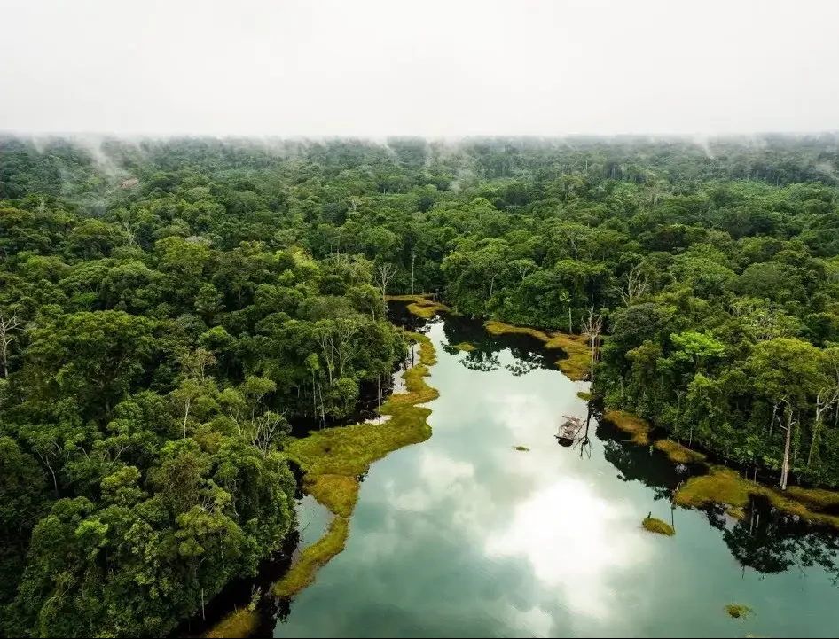 Amazon Jungle