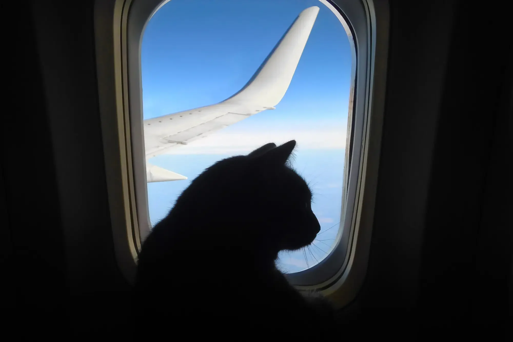 travel with a Cat on a airplane