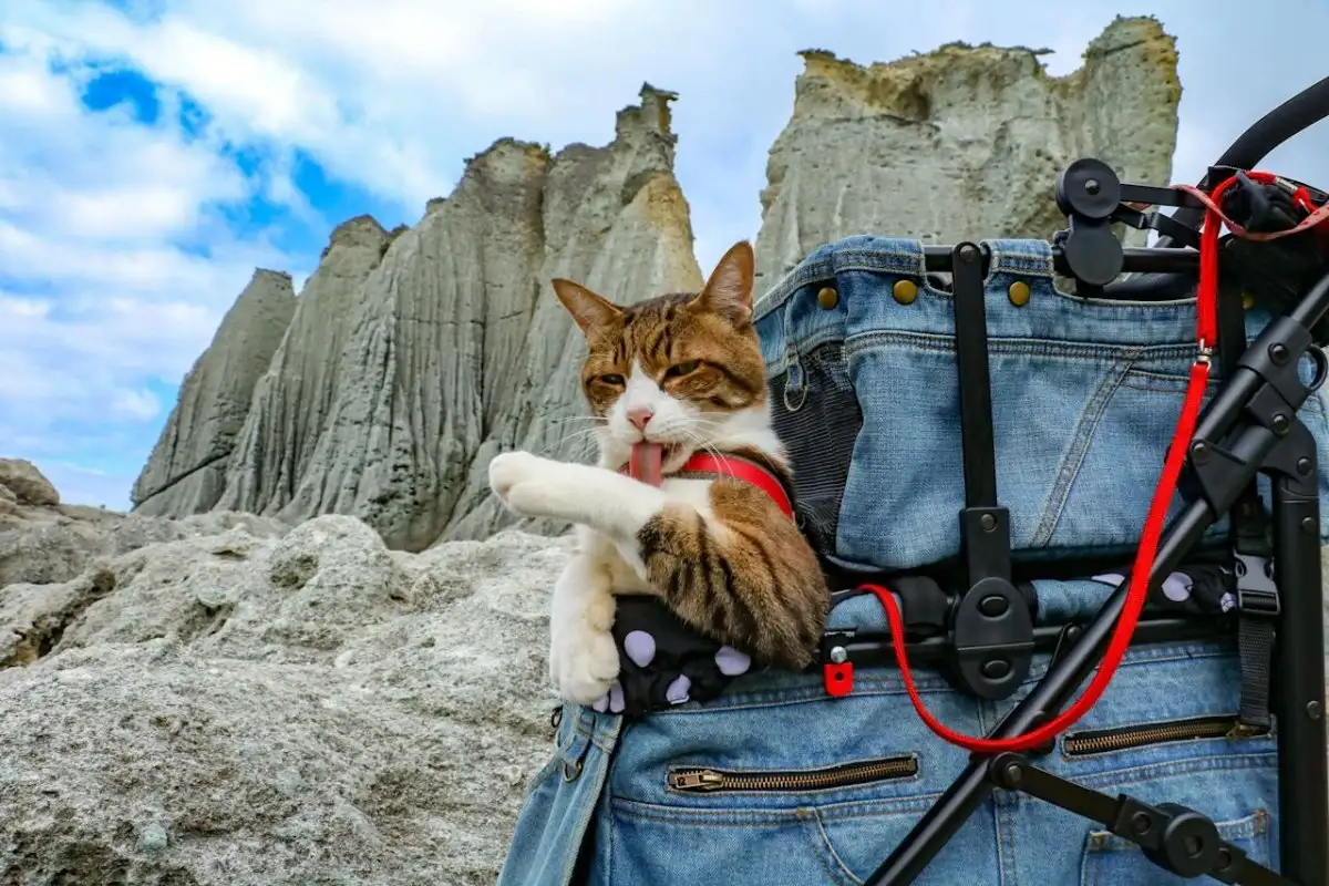 travel with a Cat tips
