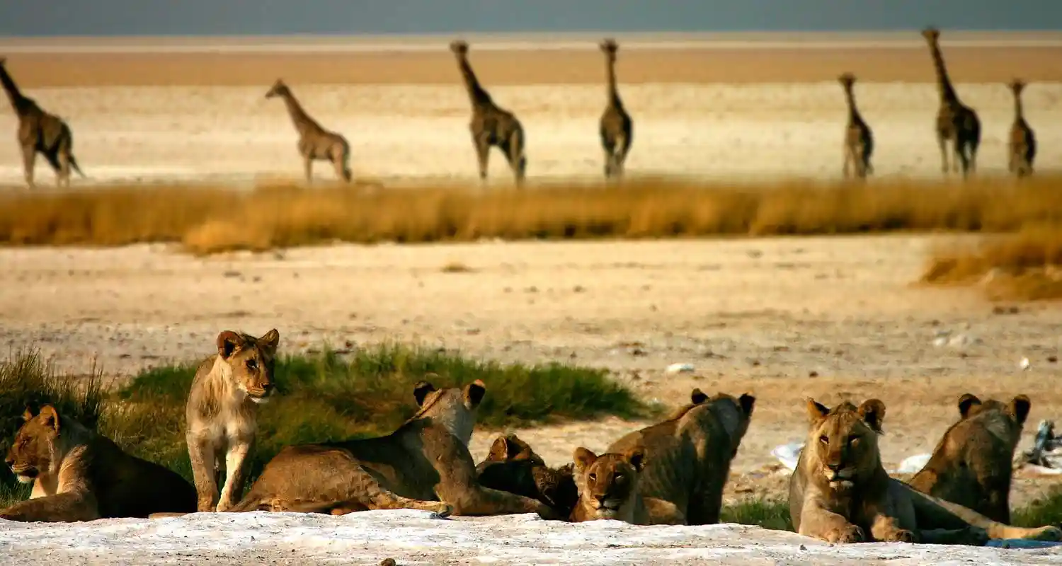 Namibia Lions africa