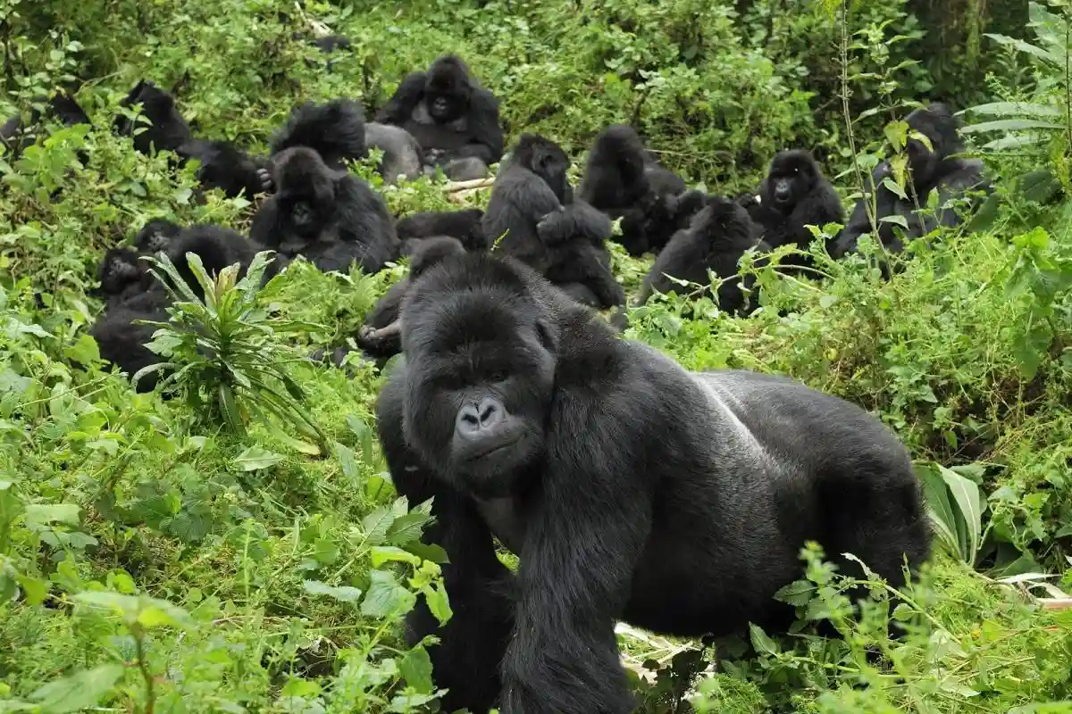 Our 2023 and 2024 Gorilla Safari Trekking Tours