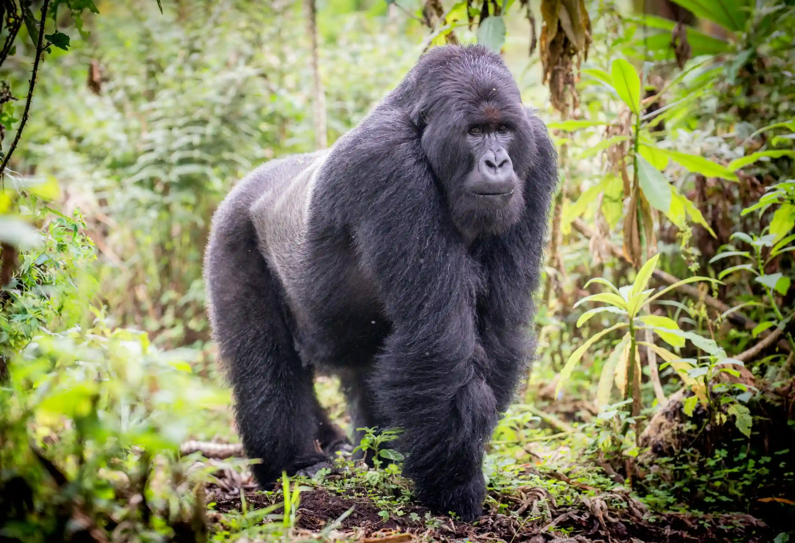 Face to Face Eye Contact with Mountain Gorillas: