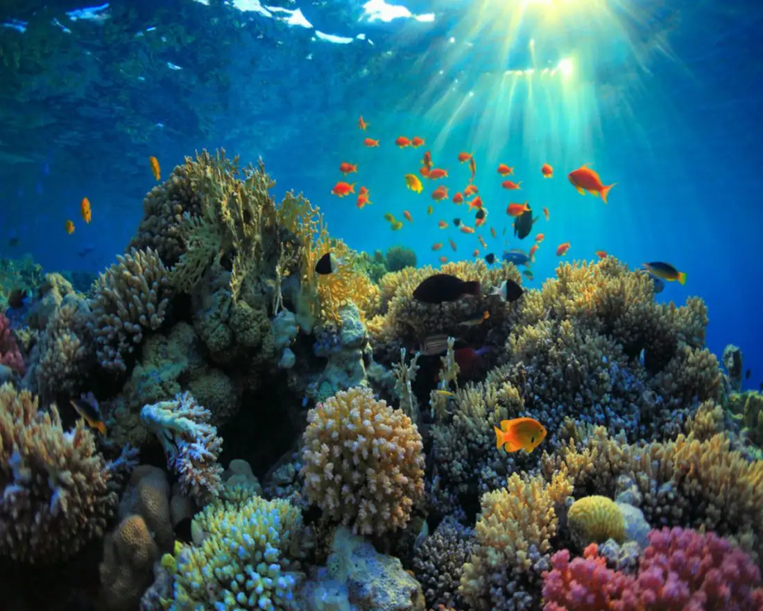 Mesoamerican Barrier Reef, Costa Maya