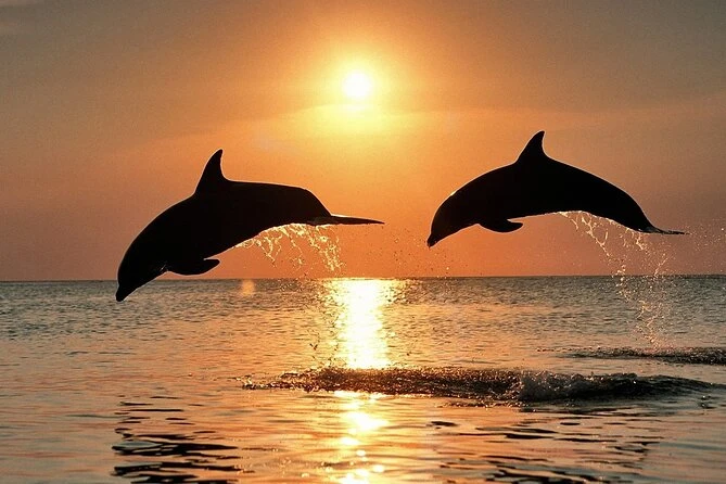 Take a Dolphin or Sunset Cruise