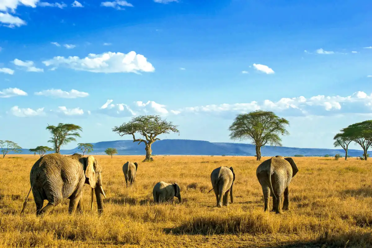 Wildlife of Serengeti, Tanzania