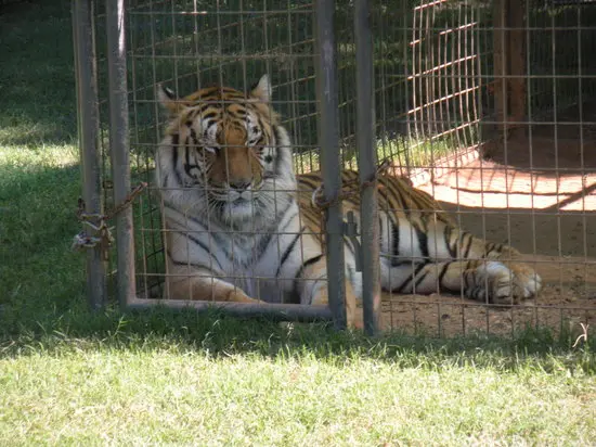 Tiger Creek Animal Sanctuary in Tyler