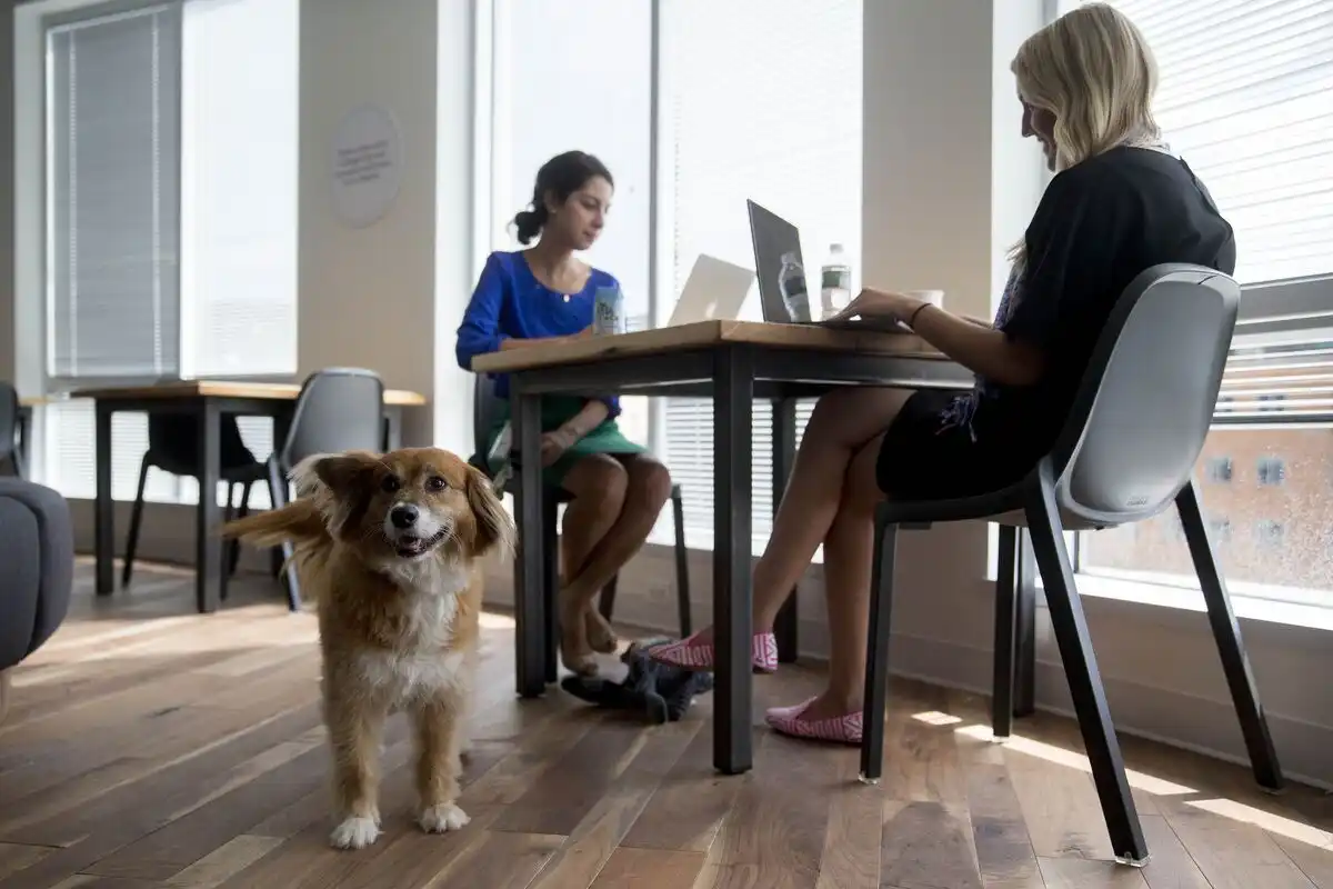 Designing Pet-Friendly Spaces