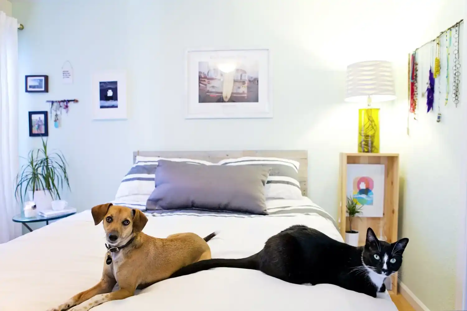 Finding the Perfect Pet-Friendly Vacation Home:
