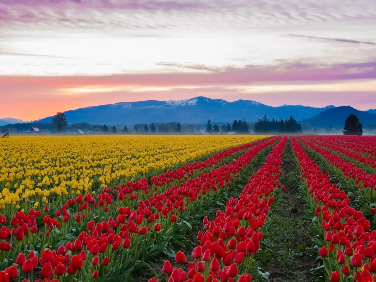 Skagit Valley Tulip Festival