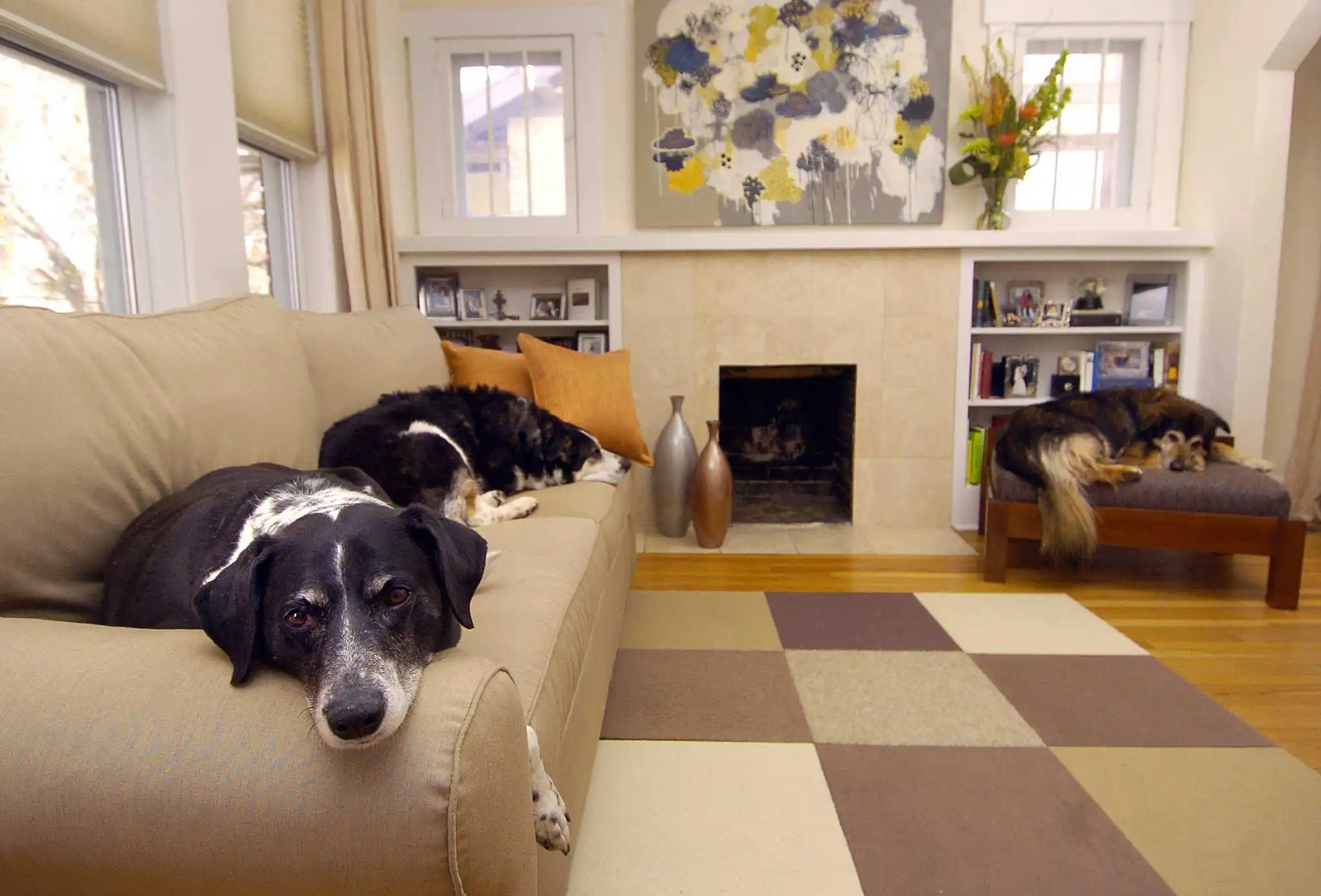 Assessing the Home’s Pet-Friendliness