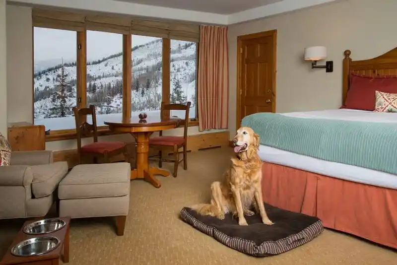 6 Pet-Friendly Vacation Home Ideas